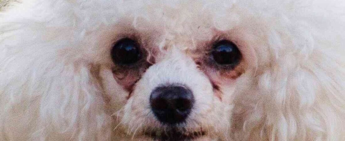 Συμβουλές διατροφής για Μαλτέζ – Απόφυγε τους λεκέδες δακρύων στα μάτια του