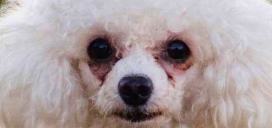 Συμβουλές διατροφής για Μαλτέζ – Απόφυγε τους λεκέδες δακρύων στα μάτια του